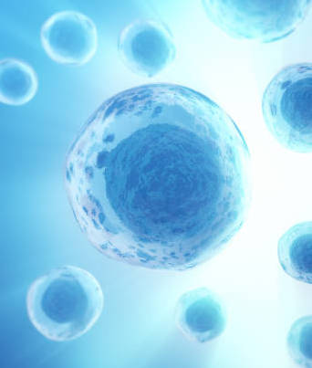 Stem Cell