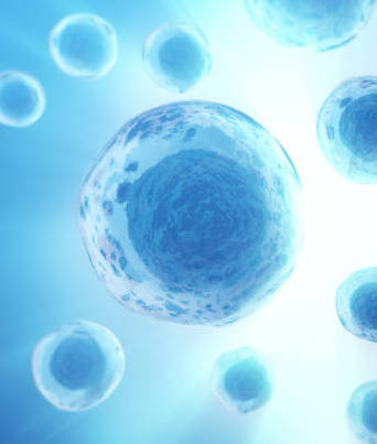 Stem Cell Photo