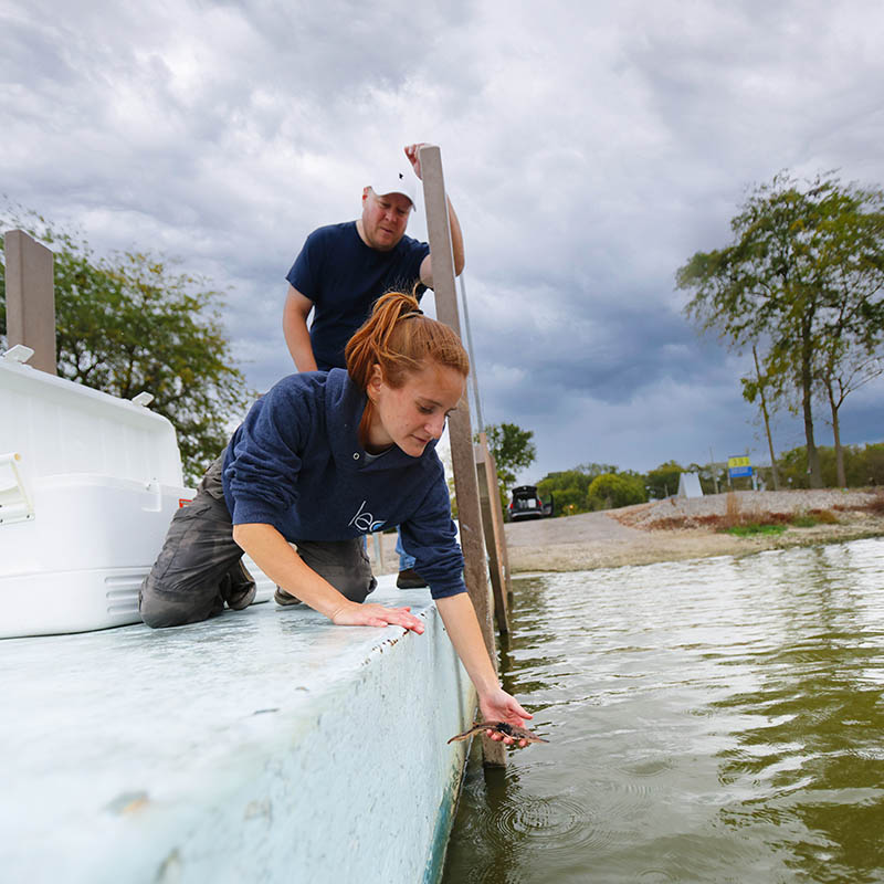 Dr. William Hintz with a student putting sturgeon in lake water