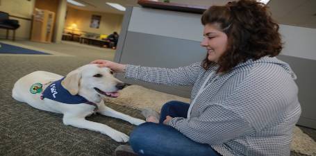 Female student sitting on ground petting a yellow labrador dog