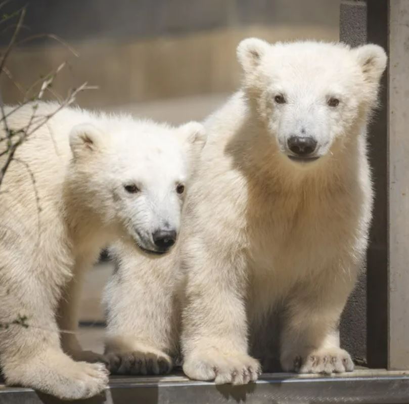 Toledo Zoo and Aquarium