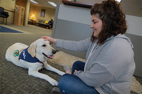 therapy dog